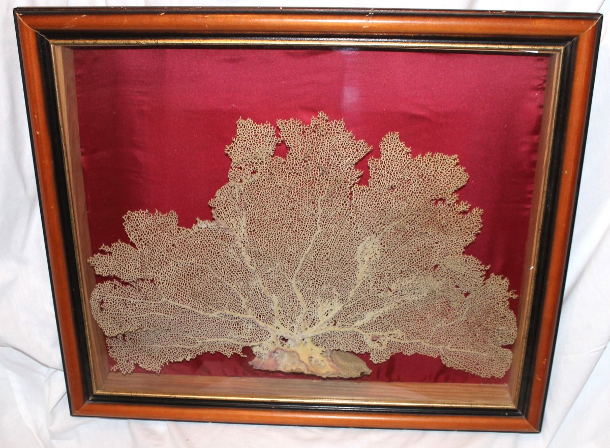 Large Framed Sea Gorgonian For Cabinet Of Curiosities Paramuricea Clavata Coral-photo-3