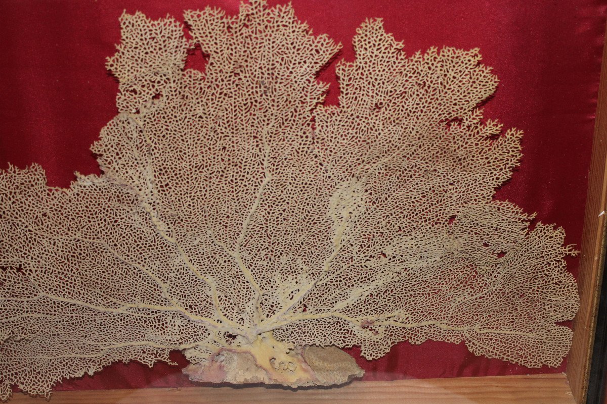 Large Framed Sea Gorgonian For Cabinet Of Curiosities Paramuricea Clavata Coral-photo-2