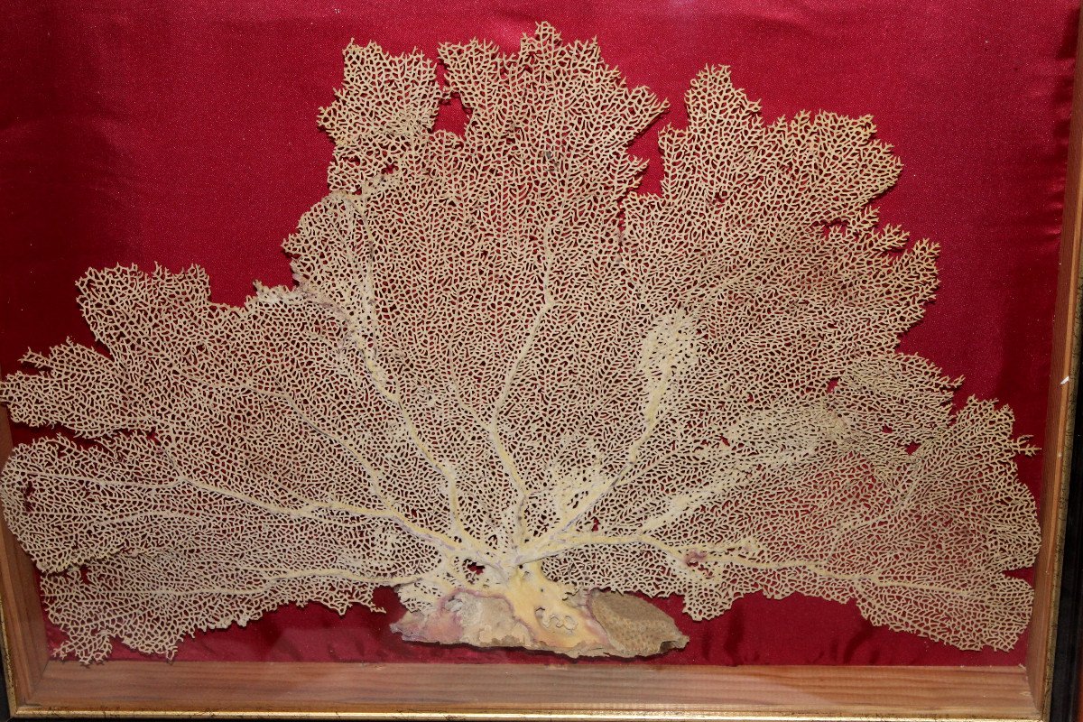 Large Framed Sea Gorgonian For Cabinet Of Curiosities Paramuricea Clavata Coral