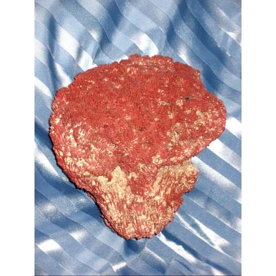 Big Red Coral Tubipora Musica Of 2.5 Kg