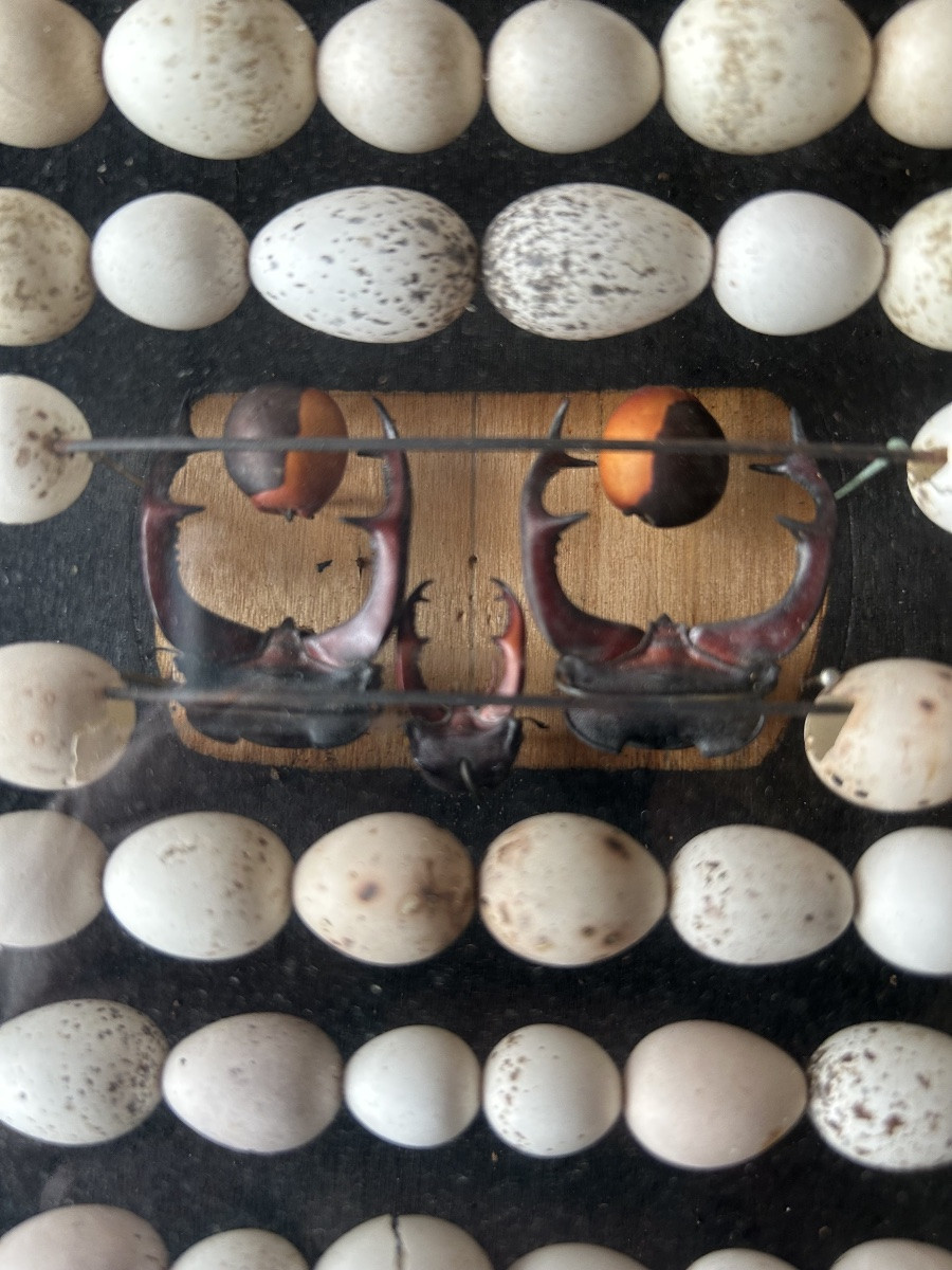 Composition Oeufs D’oiseaux -photo-2