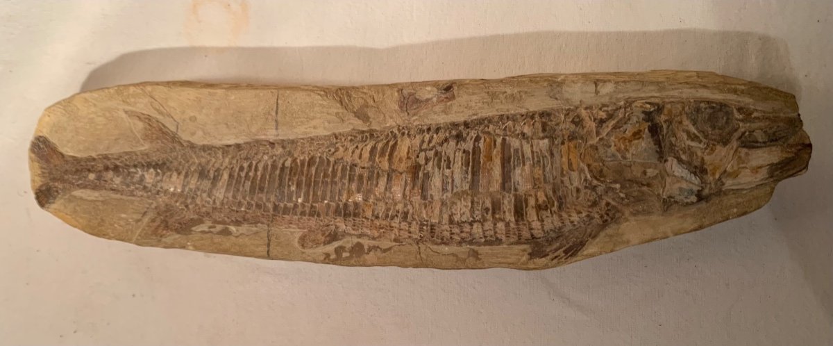 Deux Poissons Fossilisés -photo-4
