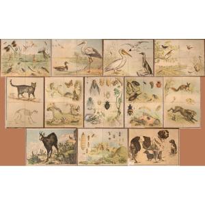 Set Of 12 Natural Science Boards 