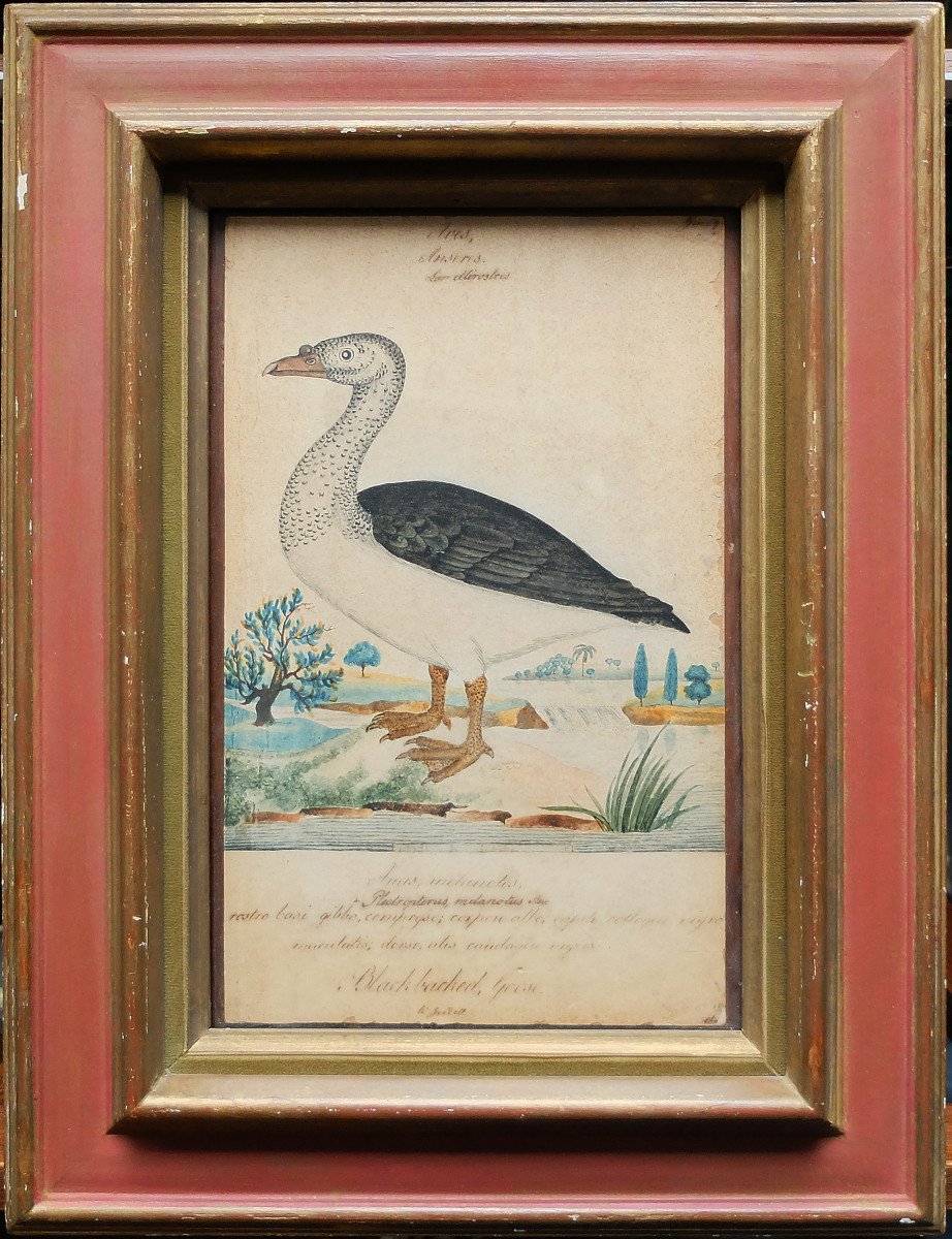 William Goodall Dessin original Histoire naturelle Fin 18e début 19e Oie Blackbacked goose