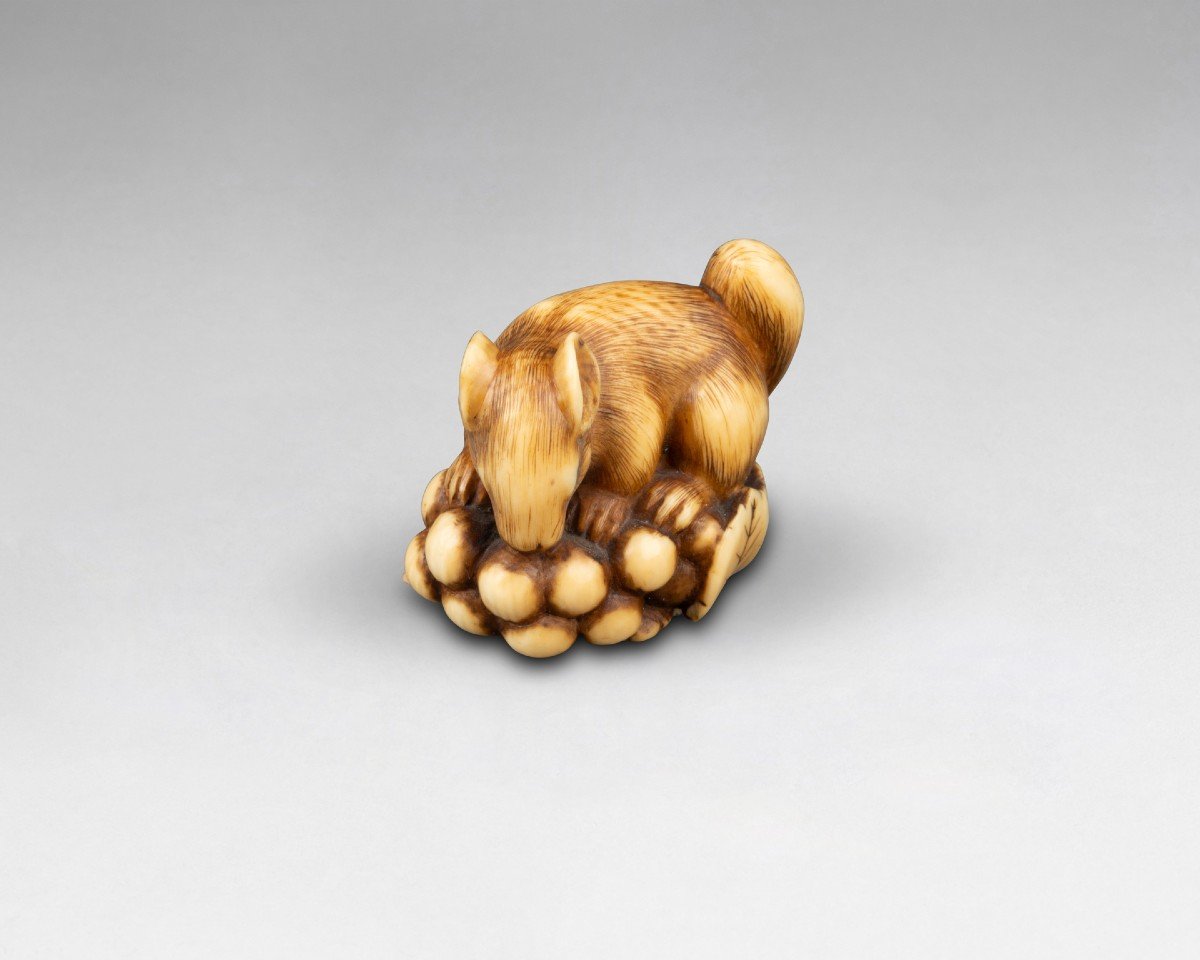 Netsuke En Ivoire Par Ranichi, Représentant Un Loir. Japon Edo-photo-2