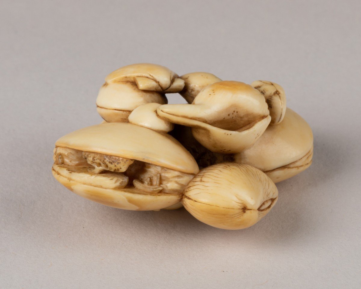 Netsuke - Conjoined Seashells-photo-4