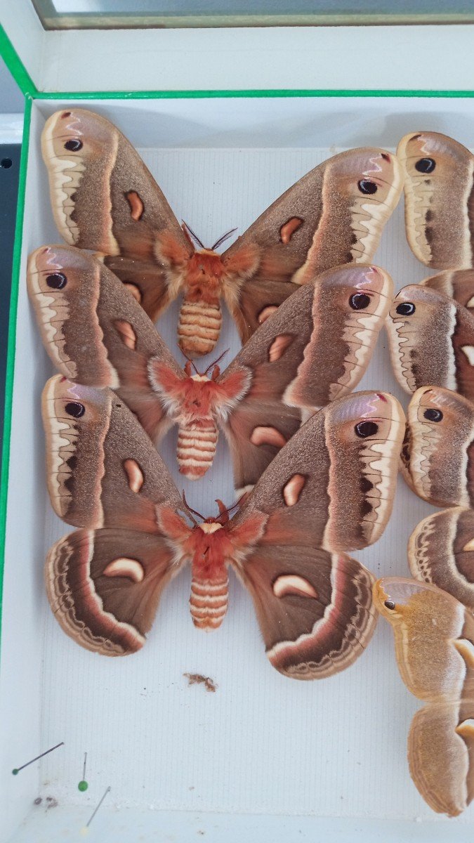 Old Entomology Box Butterflies Collection-photo-4