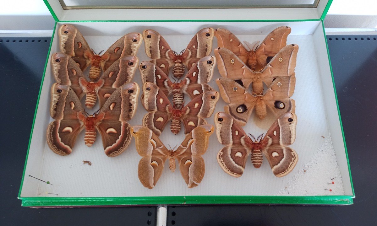 Old Entomology Box Butterflies Collection