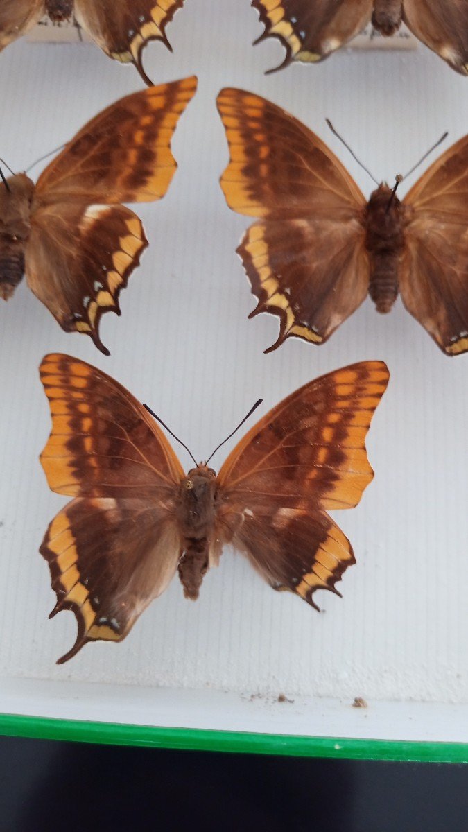 Old Entomology Box Butterflies Collection-photo-2