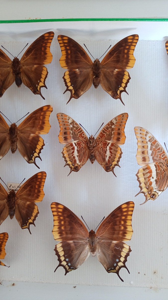 Old Entomology Box Butterflies Collection-photo-2