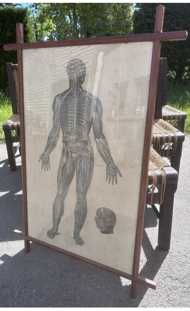 90cm Bourgery And Jacob Anatomy Neurology Lithograph Medicine Skeleton XIXth