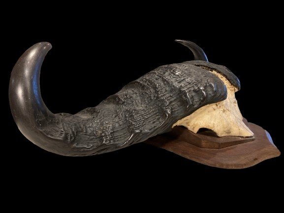 Trophy Mounted Buffalo Horns-photo-3