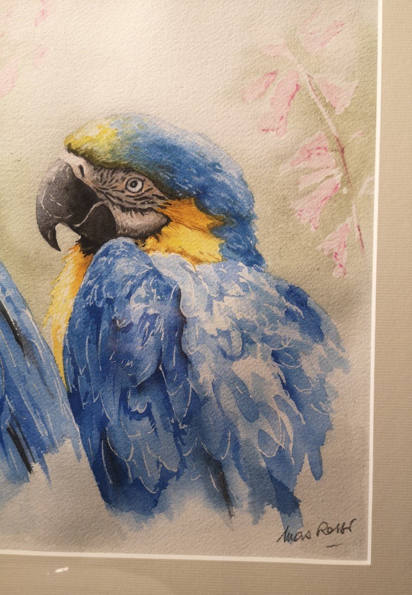 Pierre Mas Rossi, Aras Bleus, Aquarelle -photo-2