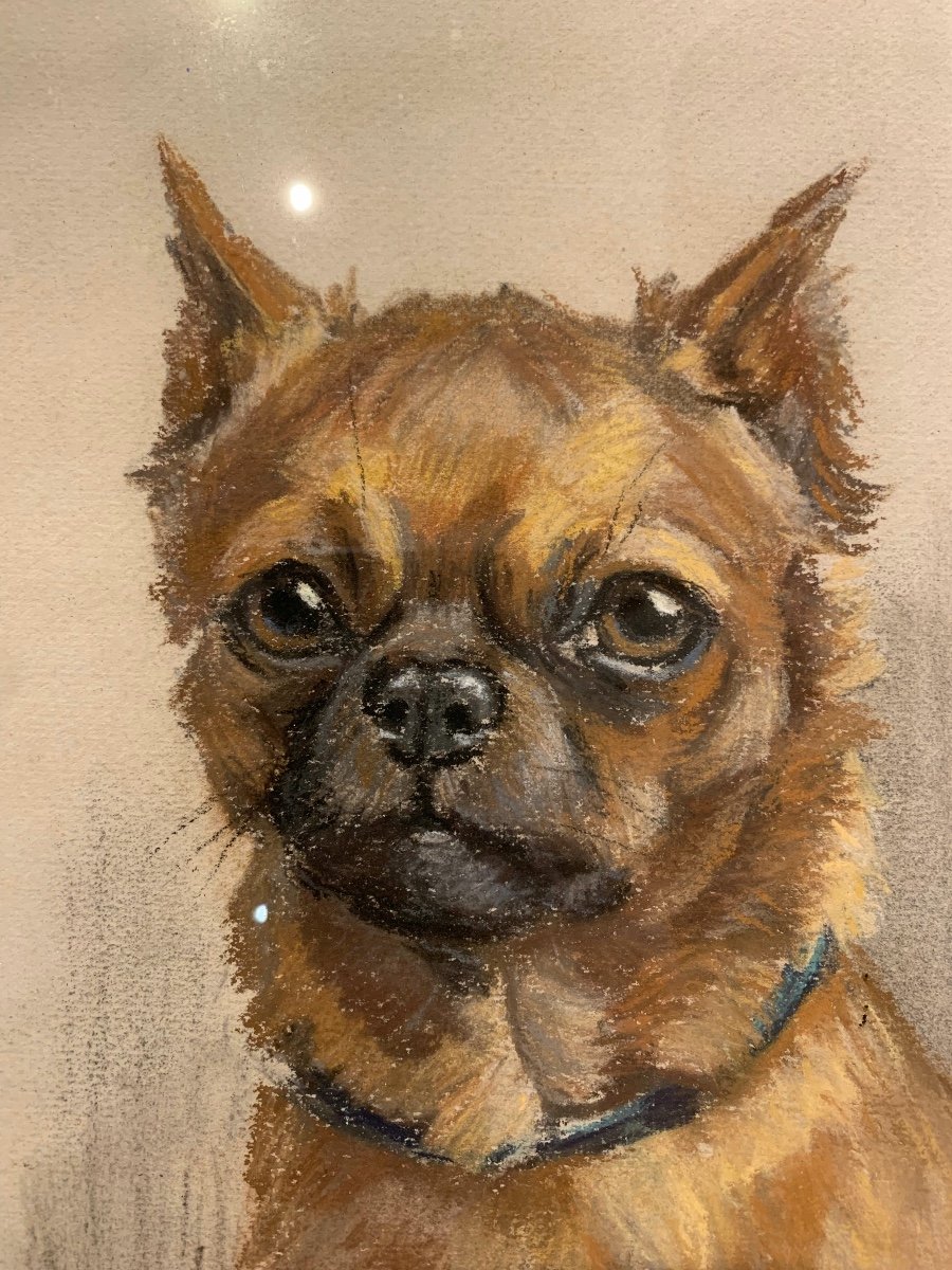 Portrait Of A Brabançon Dog