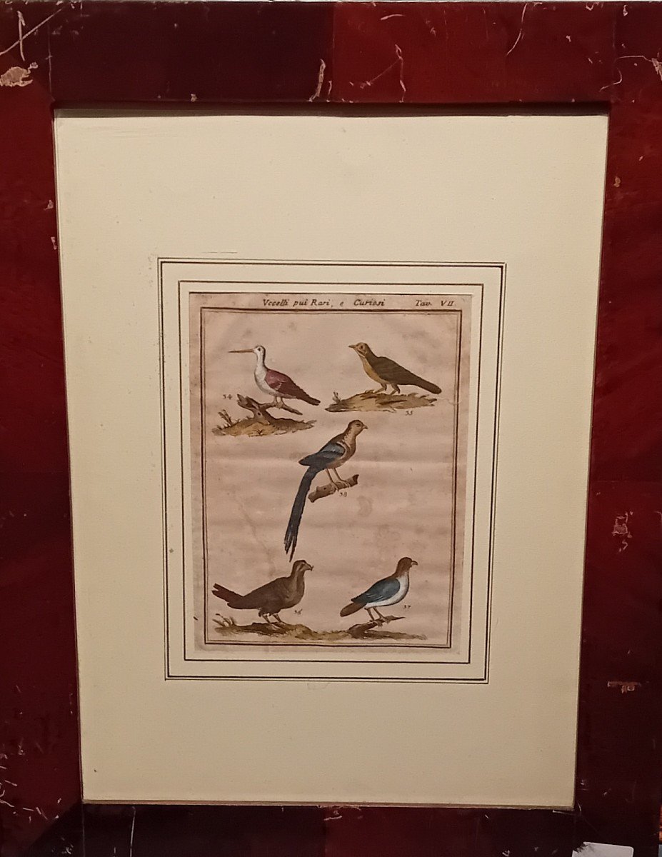 Gravure Ancienne à l'Aquarelle Avec Des Oiseaux Rares-photo-2