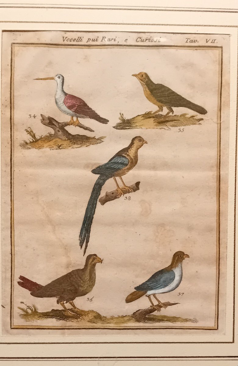 Gravure Ancienne à l'Aquarelle Avec Des Oiseaux Rares-photo-3