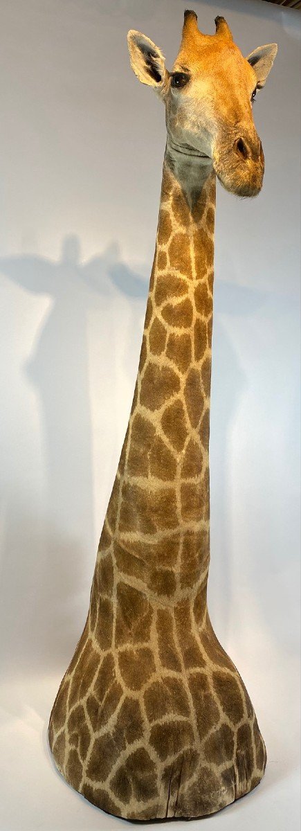 A Vintage Taxidermy Giraffe. Cites Appendix Ii, Appendix B.-photo-2
