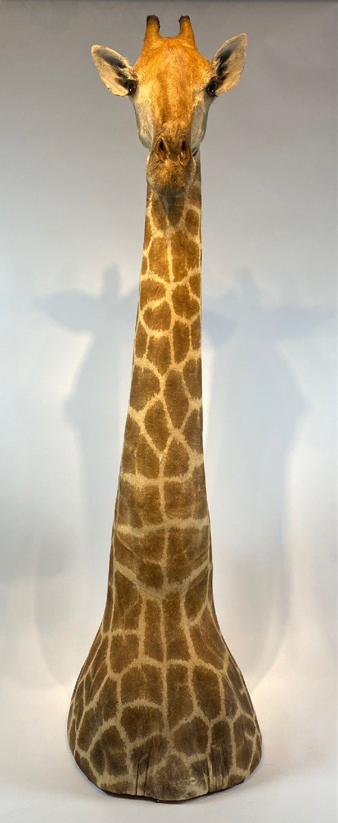 A Vintage Taxidermy Giraffe. Cites Appendix Ii, Appendix B.-photo-1