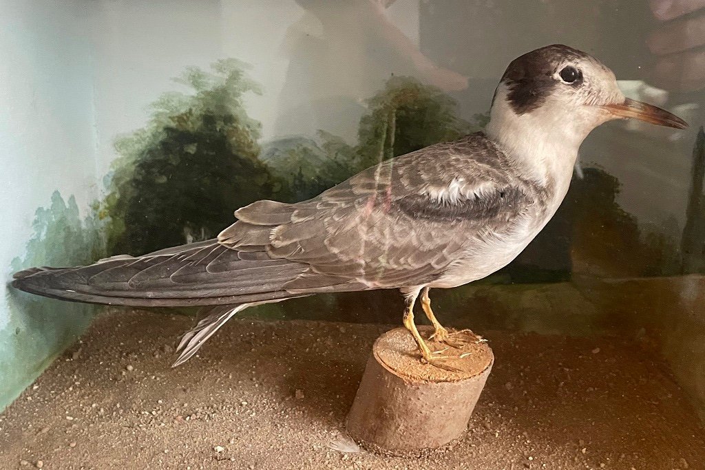 Biedermeier Seagull Showcase Circa 1820-photo-2