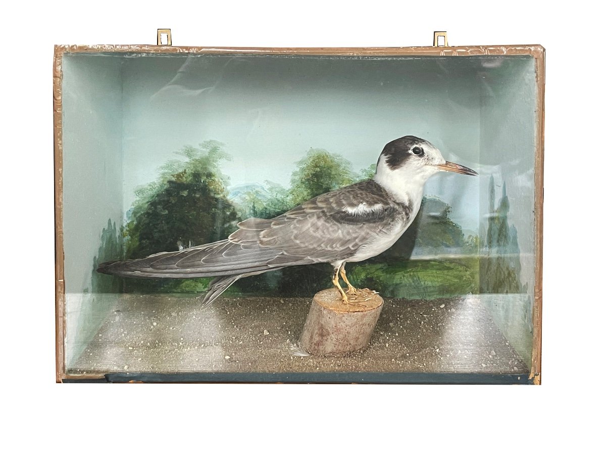 Biedermeier Vitrine Mouette vers 1820-photo-4