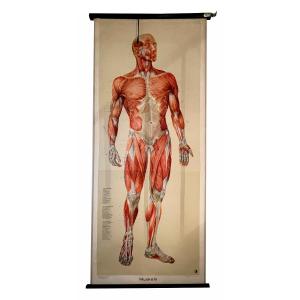 Tableau d'Affichage Renforcement Musculaire