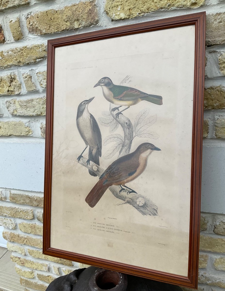 Bird Print Mid 19th Century Publisher Gide In Paris -photo-4