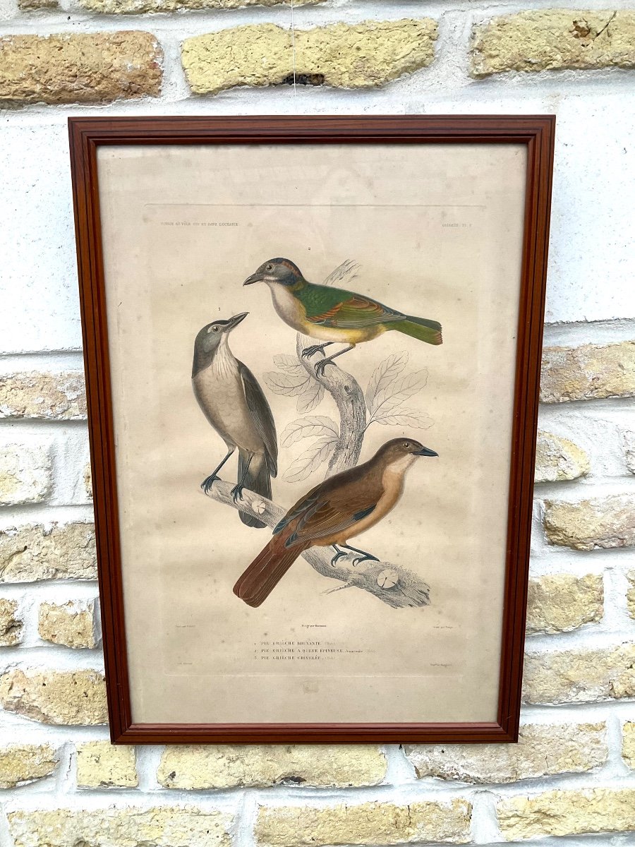 Bird Print Mid 19th Century Publisher Gide In Paris 