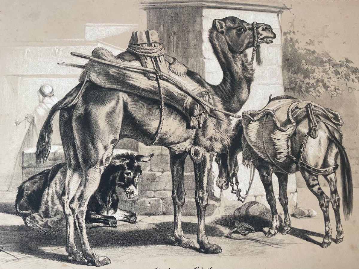 Orientalist Lithograph With “beats Of Burden” Highlights