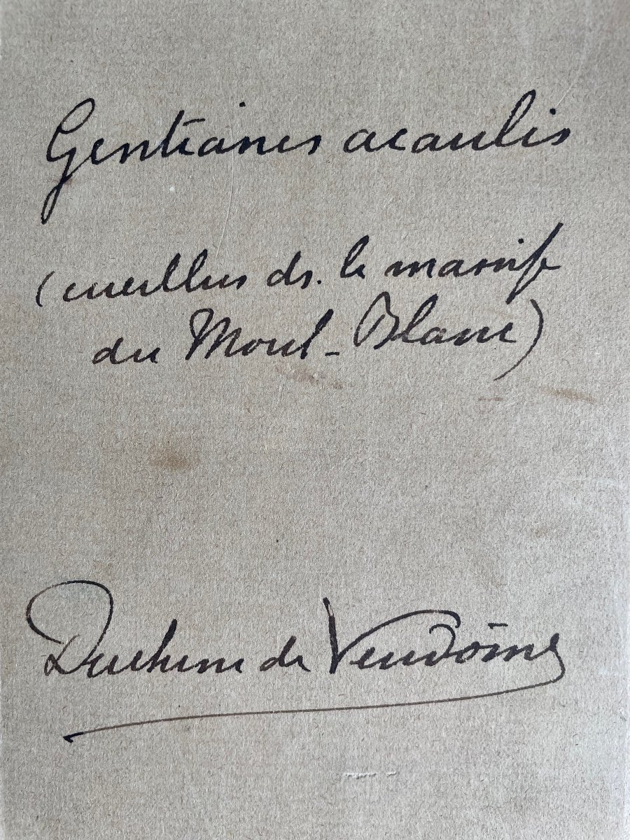 Aquarelle Henriette de Vendôme (1870-1948) «Gentianes sur Fond de Montagne » -photo-1