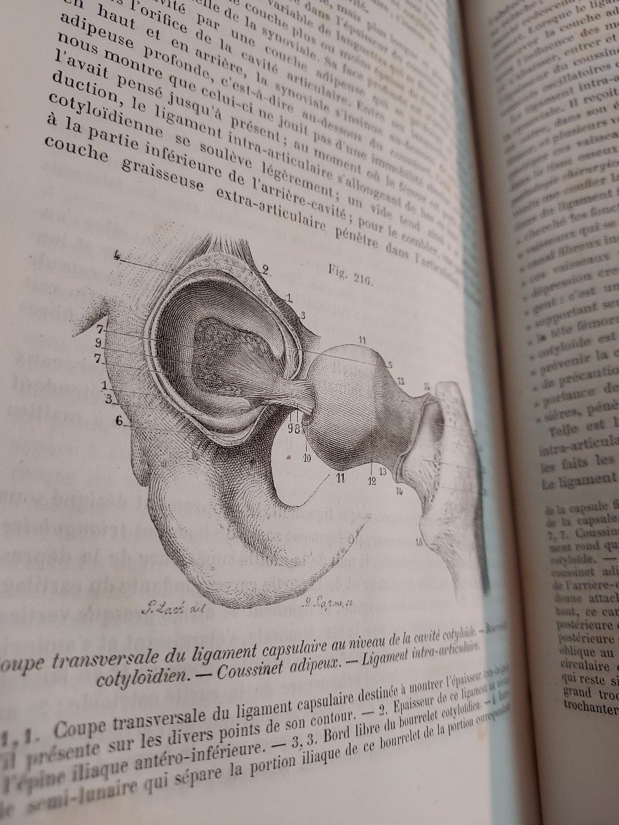 Medicine Book Descriptive Anatomy Treaty Sappey In 4 Volumes-photo-2