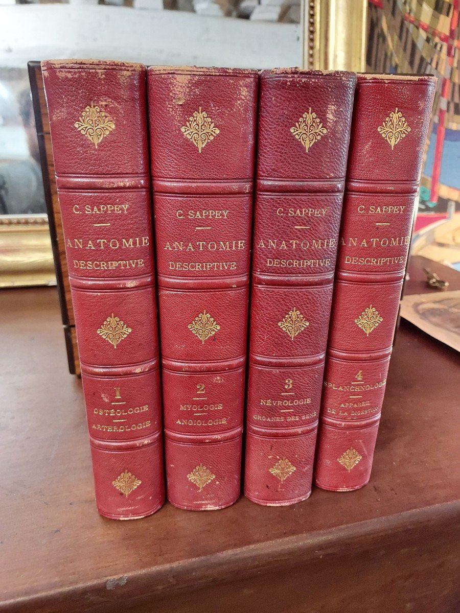 Medicine Book Descriptive Anatomy Treaty Sappey In 4 Volumes