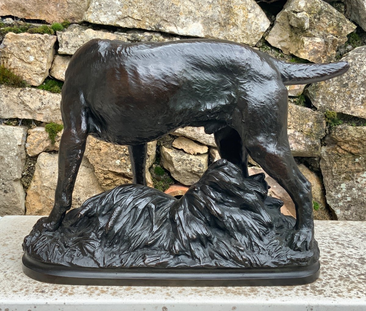 Bronze Truffot Korthal Griffon Dog Standing -photo-4