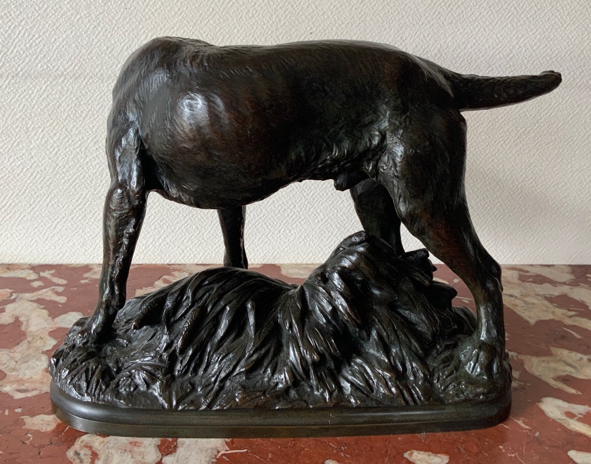 Bronze Truffot Korthal Griffon Dog Standing -photo-6