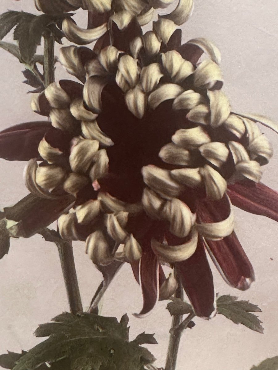 Kasumasa Ogawa, Albumen Photograph Of A Chrysanthemum Flower, Japan, 19th Century -photo-1