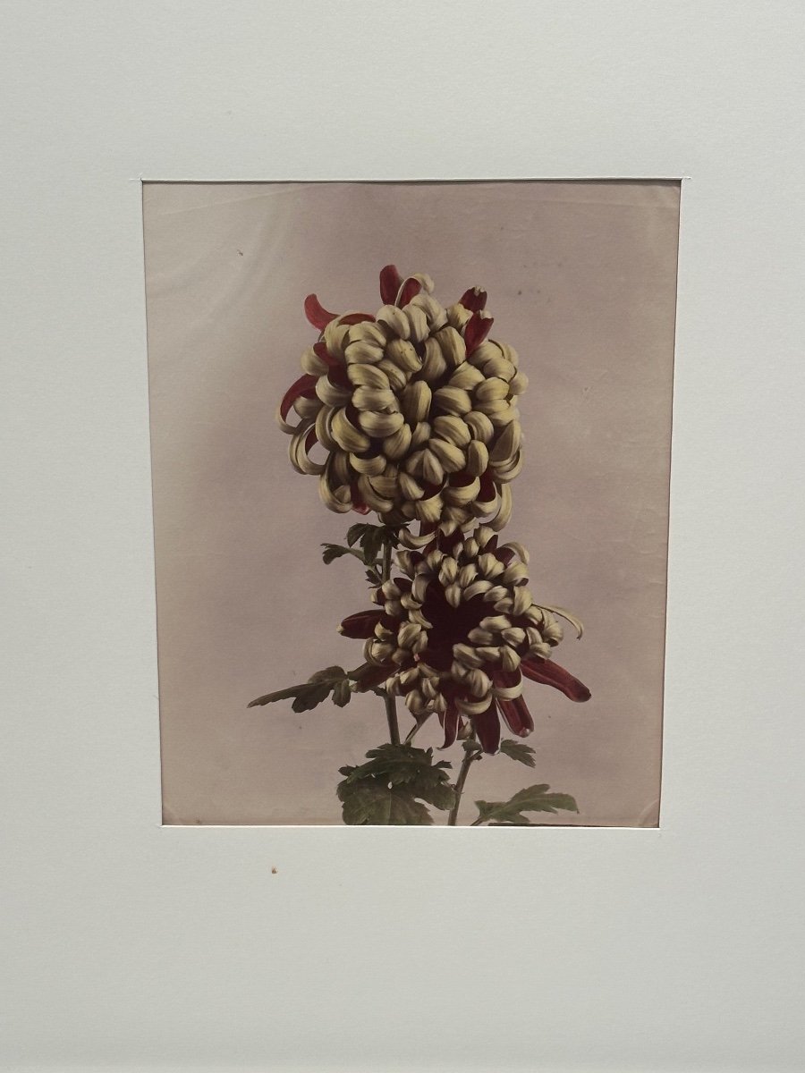 Kasumasa Ogawa, Albumen Photograph Of A Chrysanthemum Flower, Japan, 19th Century -photo-2