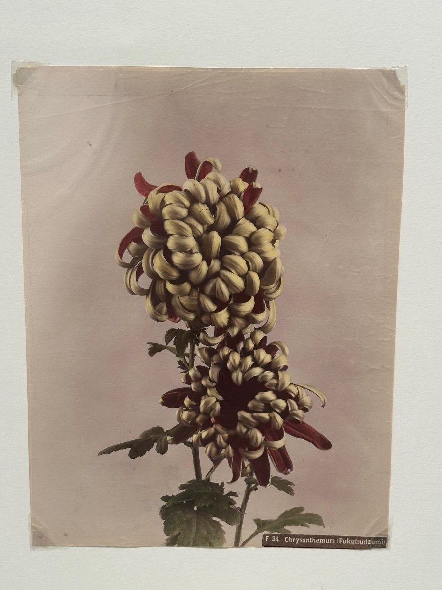 Kasumasa Ogawa, Albumen Photograph Of A Chrysanthemum Flower, Japan, 19th Century -photo-3