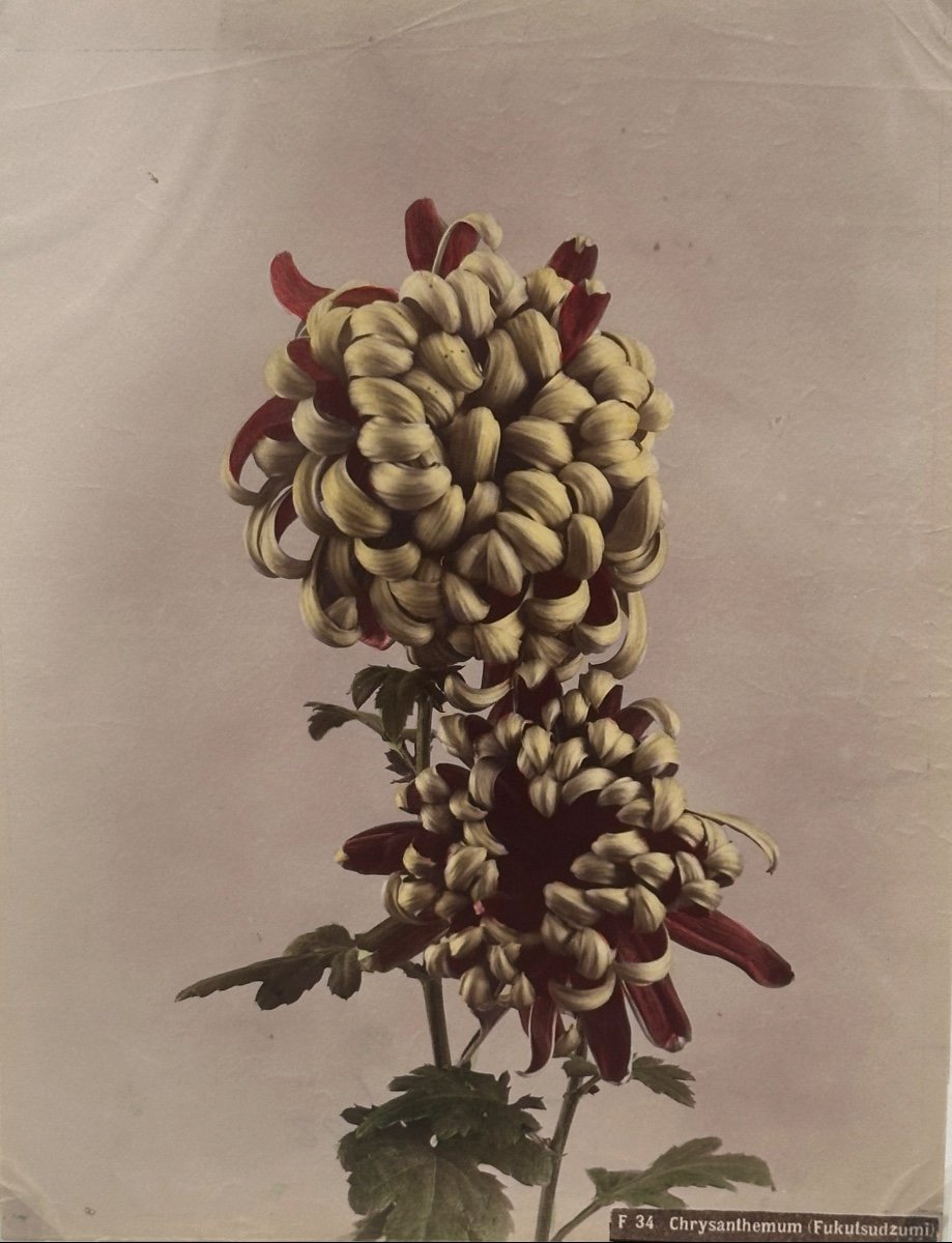 Kasumasa Ogawa, Albumen Photograph Of A Chrysanthemum Flower, Japan, 19th Century 