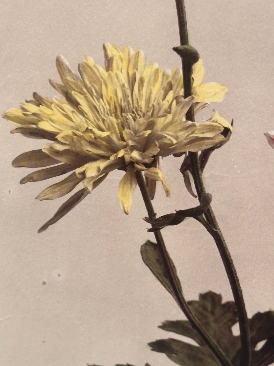 Kasumasa Ogawa, Albumen Photograph Of A Chrysanthemum, Japan, 19th Century-photo-4