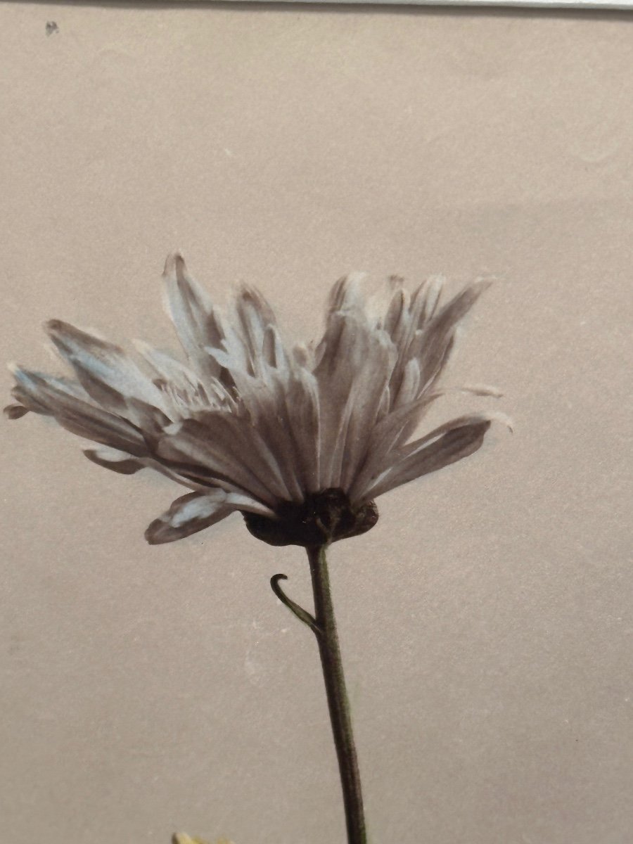 Kasumasa Ogawa, Albumen Photograph Of A Chrysanthemum, Japan, 19th Century-photo-1