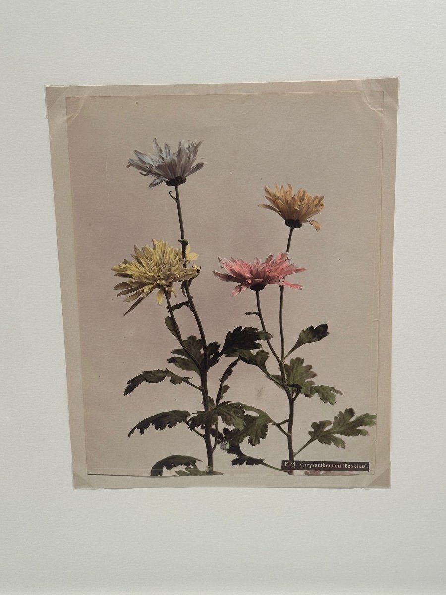 Kasumasa Ogawa, Albumen Photograph Of A Chrysanthemum, Japan, 19th Century-photo-2