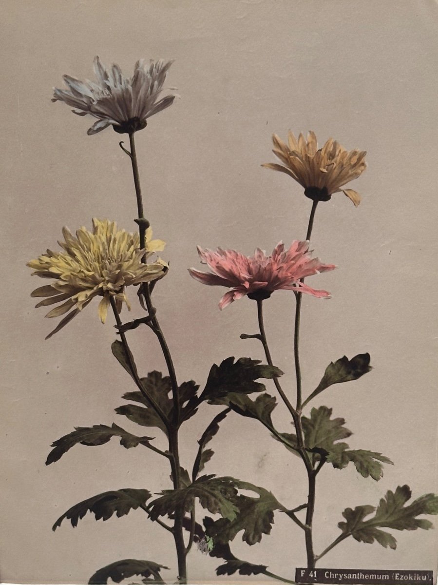 Kasumasa Ogawa, Albumen Photograph Of A Chrysanthemum, Japan, 19th Century