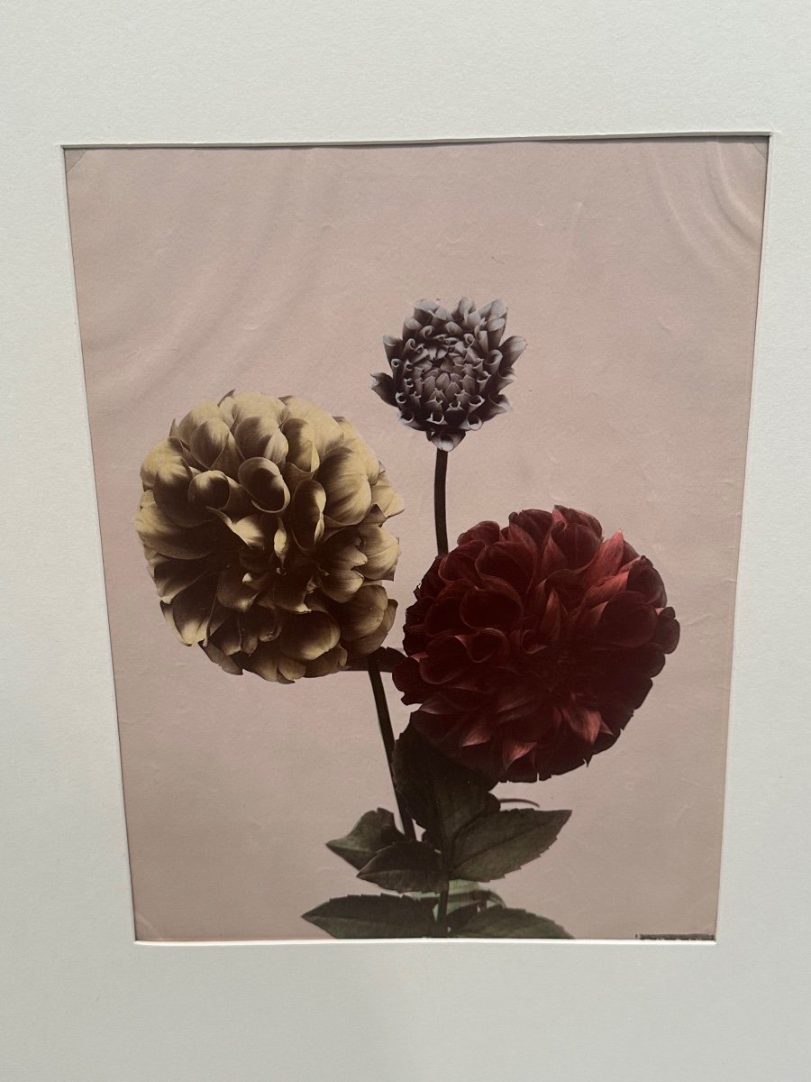 Kasumasa Ogawa, Albumen Photograph Of Dahlia Flowers, Japan, 19th Century-photo-3