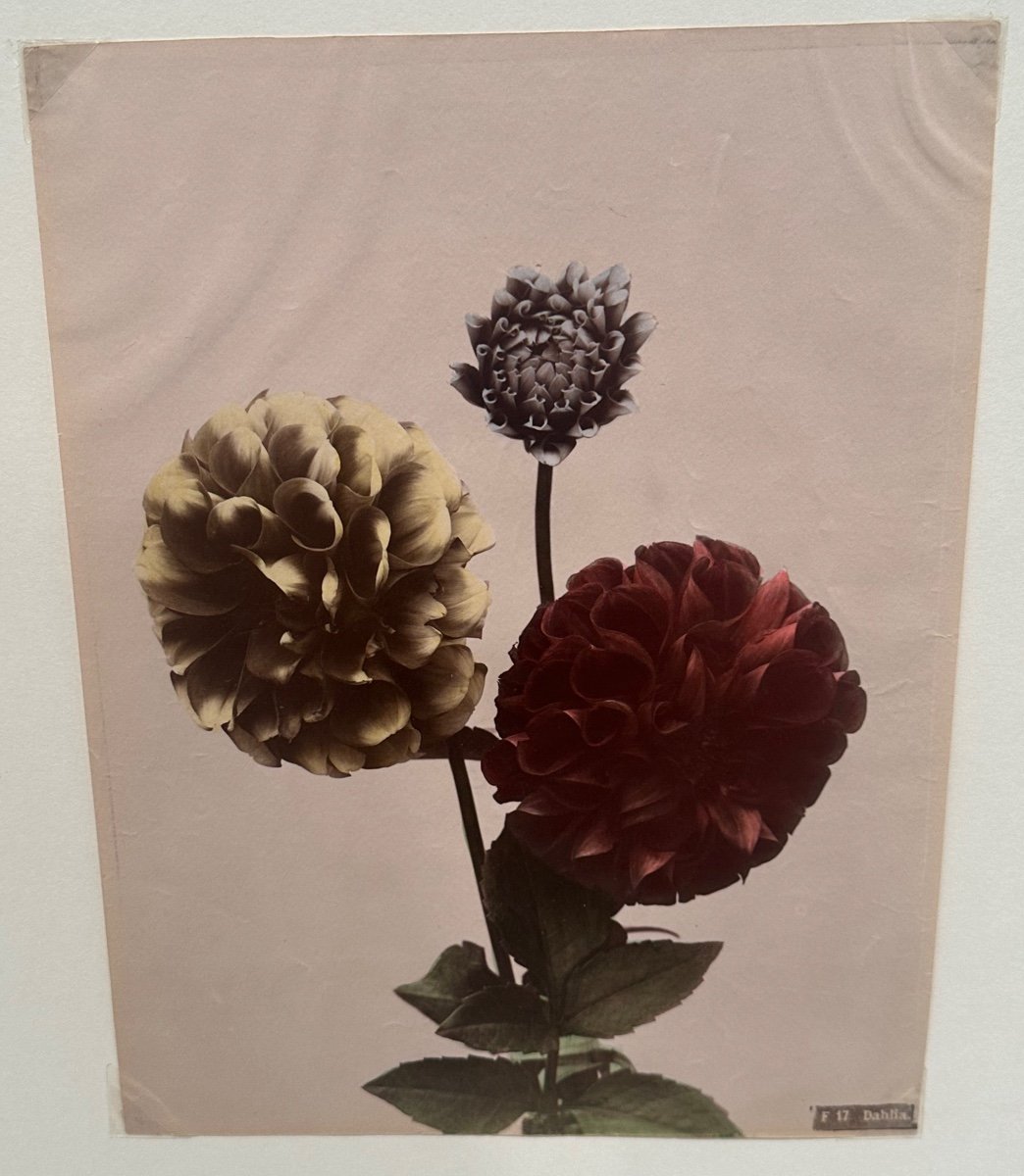 Kasumasa Ogawa, Albumen Photograph Of Dahlia Flowers, Japan, 19th Century-photo-4