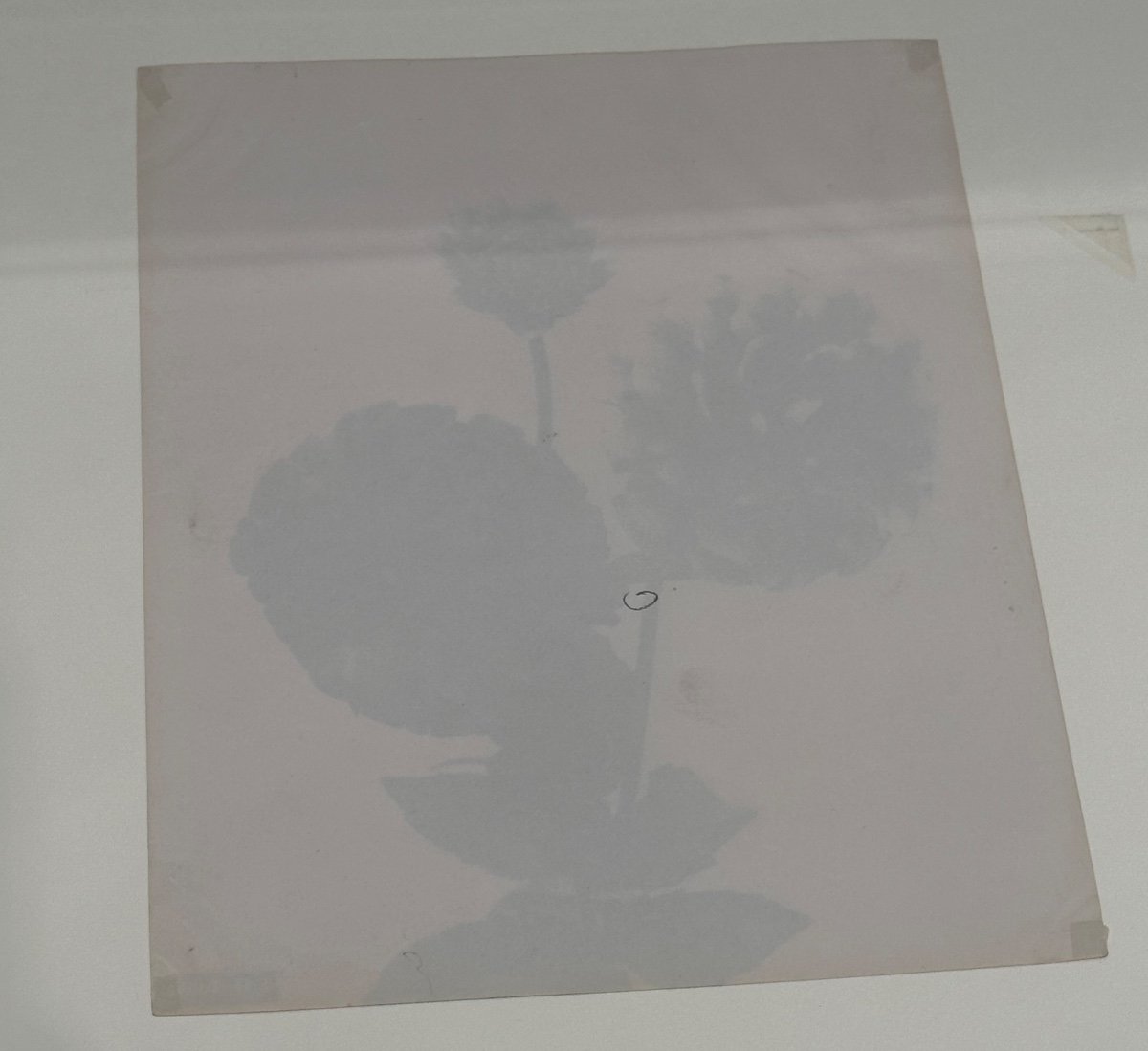 Kasumasa Ogawa, Albumen Photograph Of Dahlia Flowers, Japan, 19th Century-photo-1