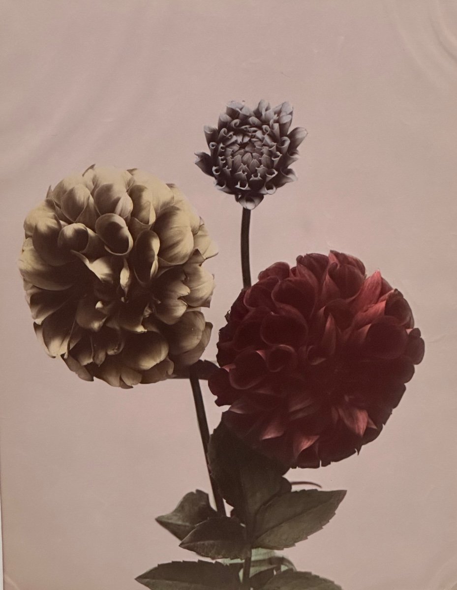 Kasumasa Ogawa, Albumen Photograph Of Dahlia Flowers, Japan, 19th Century