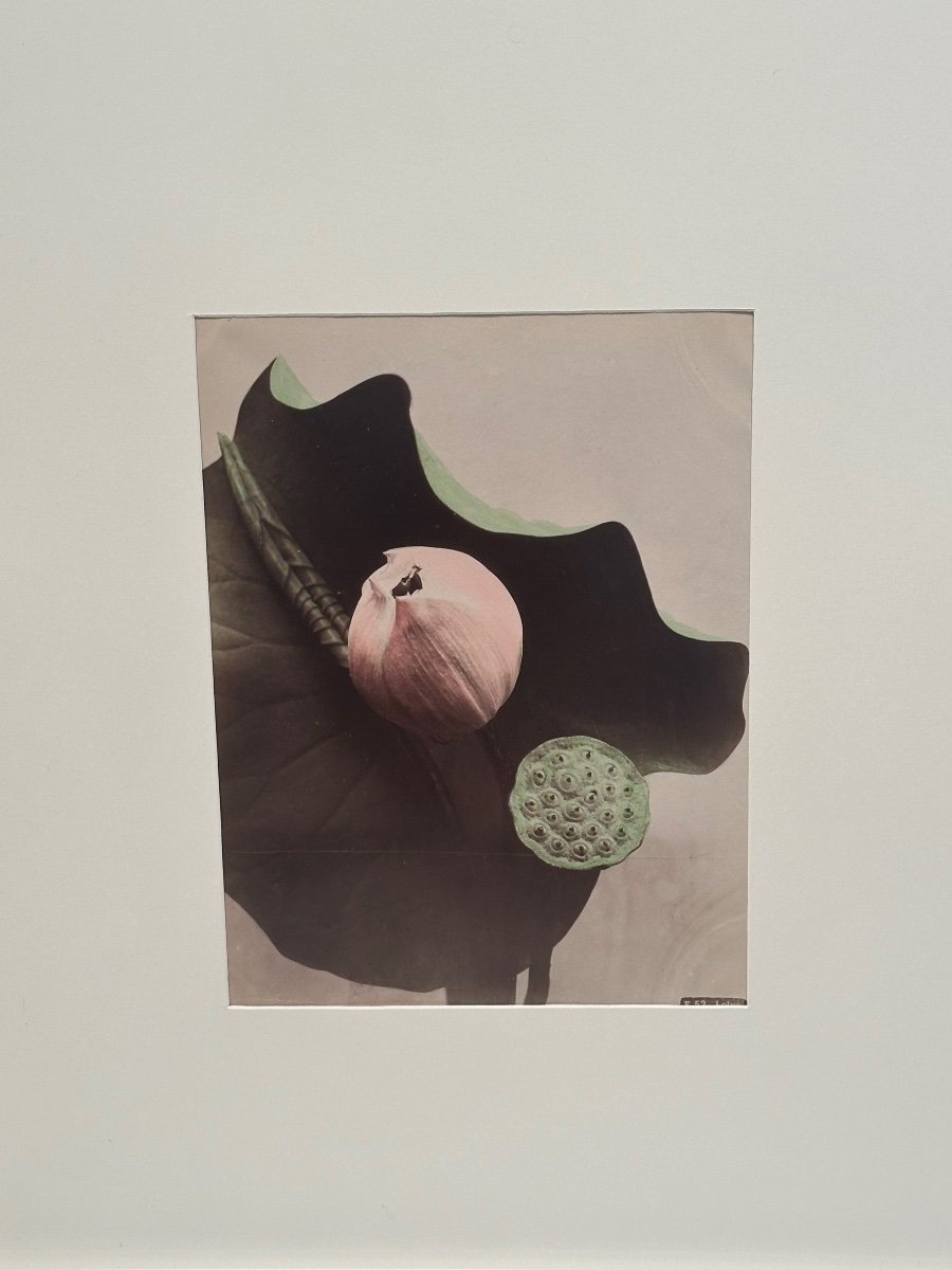 Kasumasa Ogawa, photographie albuminée d'une fleur de lotus, Japon, 19e Siècle-photo-1