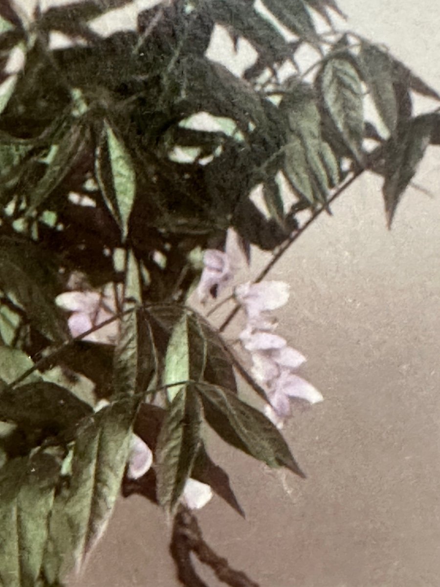 Photography. The Bonsai In Bloom, Albumen Print, Japan, 19th Century-photo-3