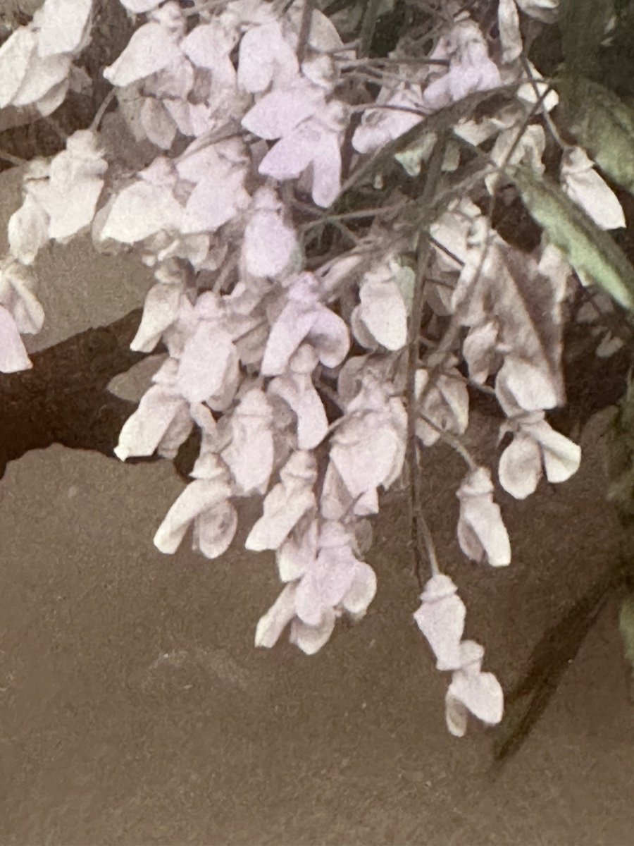 Photographie. Le bonsaï en fleurs, tirage albuminé, Japon, 19e siècle-photo-4