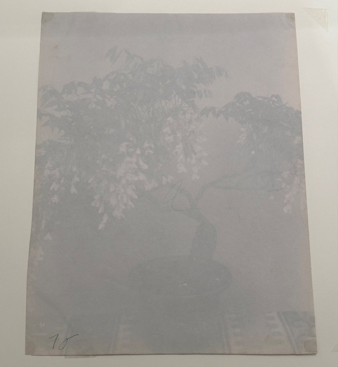 Photography. The Bonsai In Bloom, Albumen Print, Japan, 19th Century-photo-1