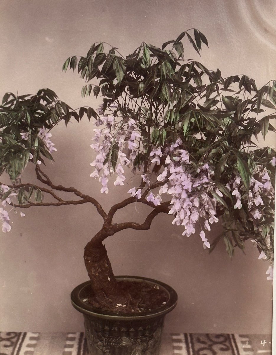 Photographie. Le bonsaï en fleurs, tirage albuminé, Japon, 19e siècle